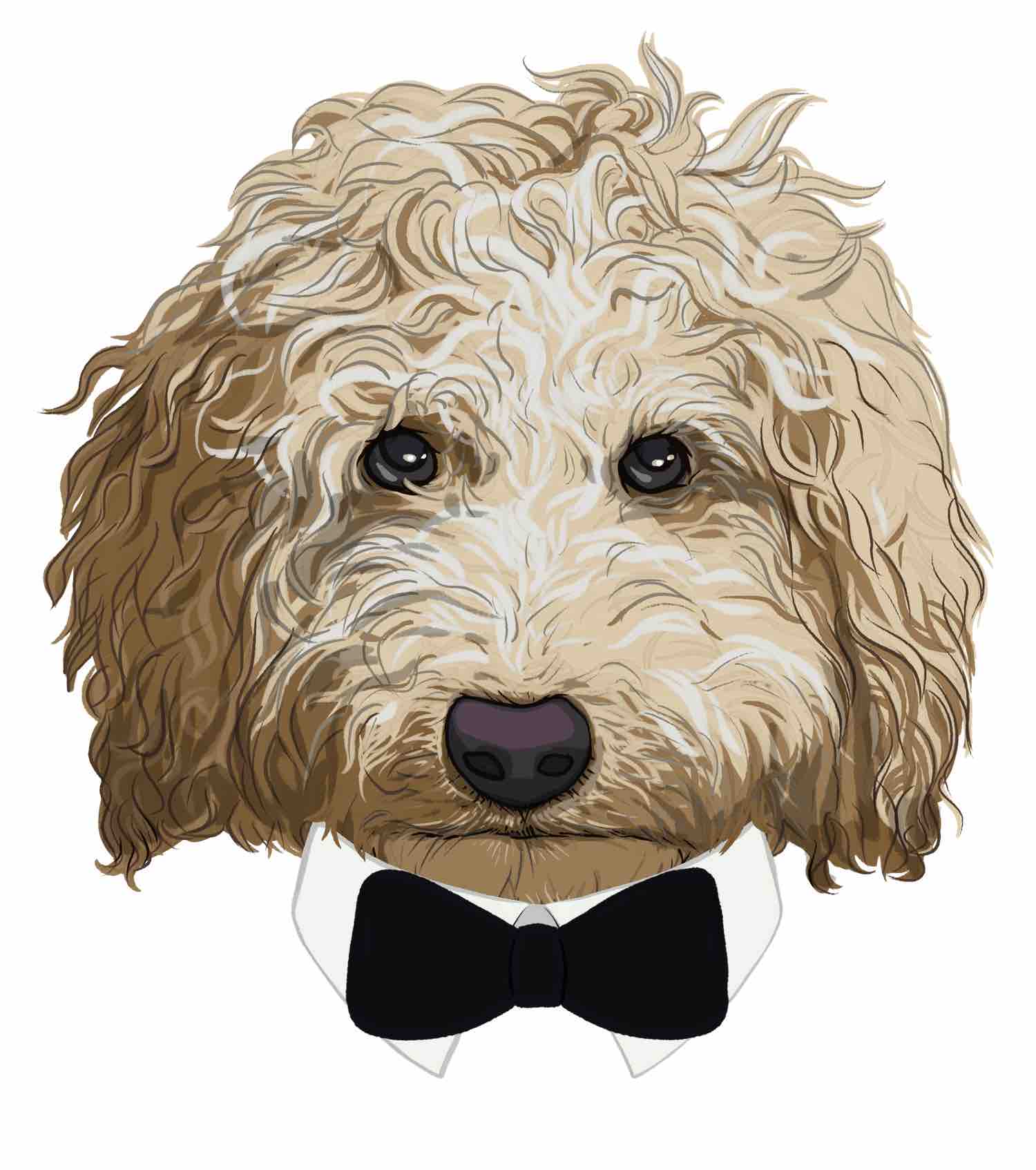 Digitale Illustration Labradoodle