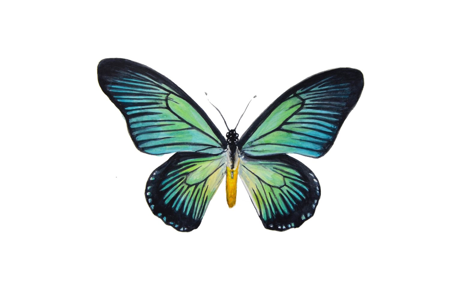 Aquarell Naturstudie Schmetterling © Rita Stern Miltenberg